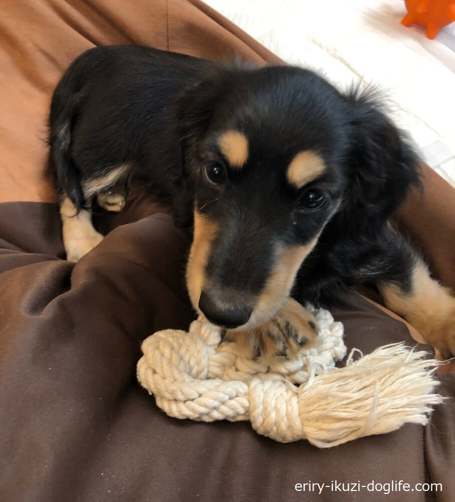 綿ロープのおもちゃで遊ぶ子犬