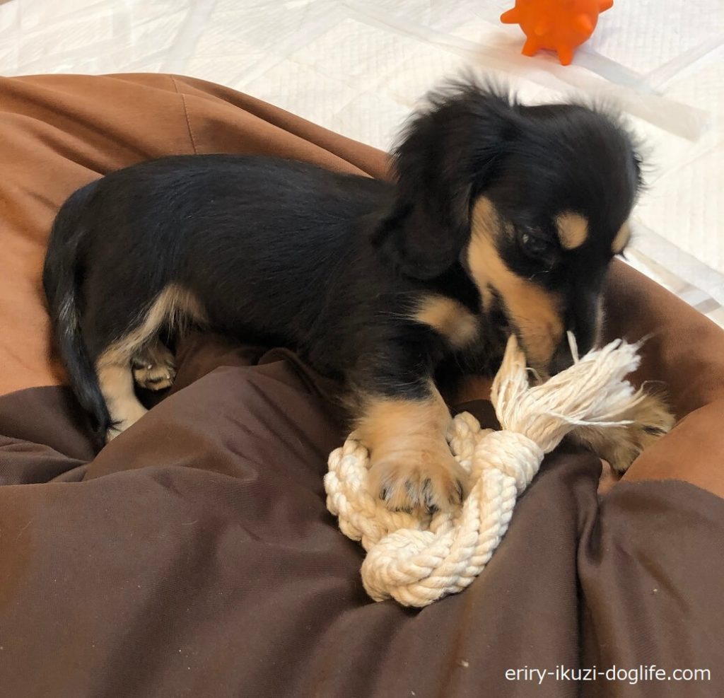 綿ロープのおもちゃで遊ぶ子犬